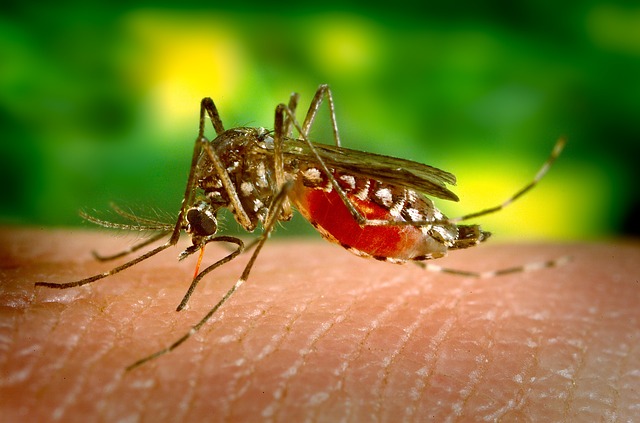 A Turminha está em campanha contra a dengue