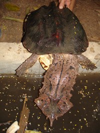 Tartaruga conhecida por mata-mata. 