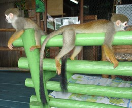 Mico-de-cheiro ou ou mico-mão-de-ouro