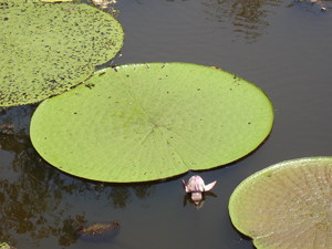 Vitória régia