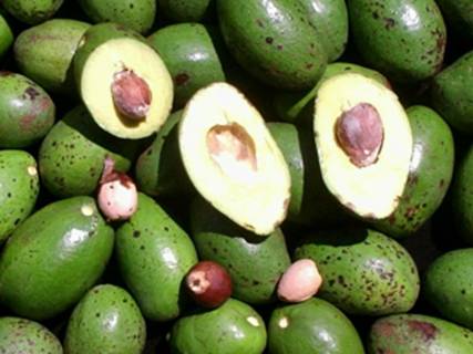 Abacate.jpg