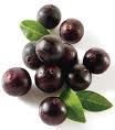 Açaí.jpg