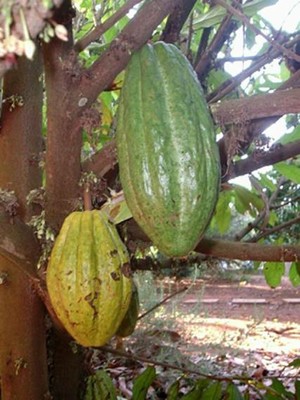 cacau.jpg
