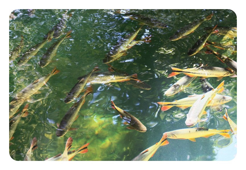 Bonito. Foto: Aline Rosa