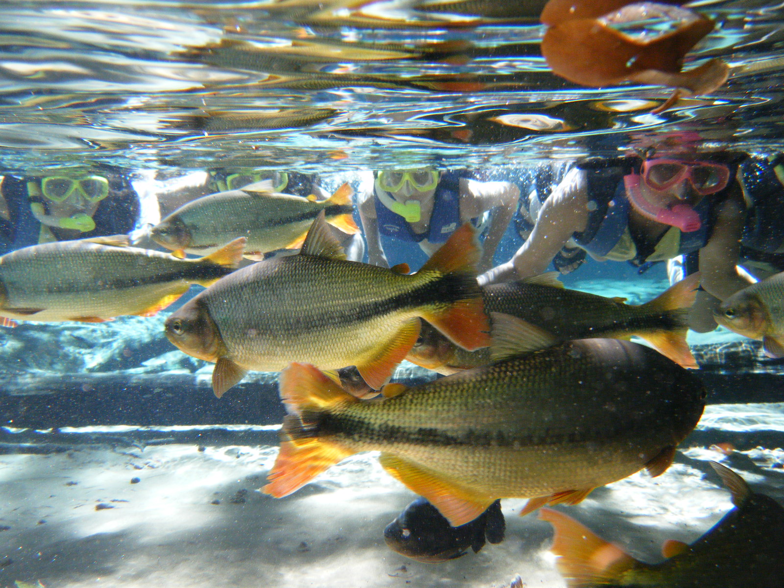 Flutuação no rio. Foto: Secom/MT