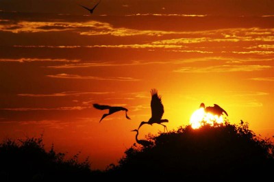 Aves do Pantanal mato-grossense. Foto: Secom/MT