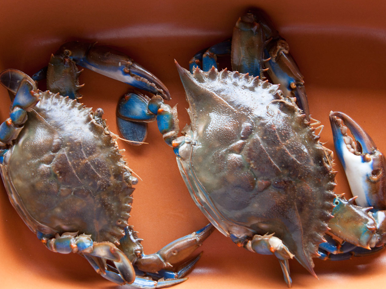 Siris. Foto: Francisco Barros