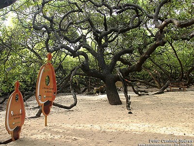 Maior cajueiro do mundo. Foto Canindé Soares