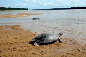 Rio Branco (tartarugas). Foto Jorge Macedo, Detur