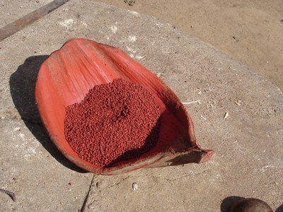 Sementes de urucum, usadas milenarmente na culinária e para pinturas corporais. Foto Helena Palmquist