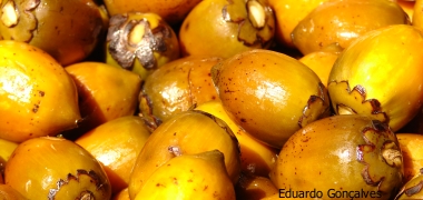 Pupunha, fruto que se consome cozido e é uma das estrelas da gastronomia paraense. Foto: Eduardo Gonçalves
