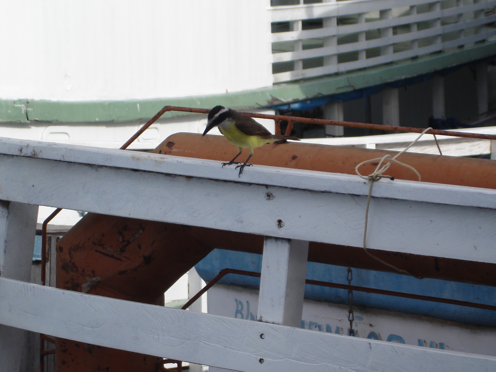 Bem-te-vi pousado em barco, no porto de Santarém, oeste do Pará. Foto Helena Palmquist