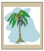 icone açaizeiro Pará