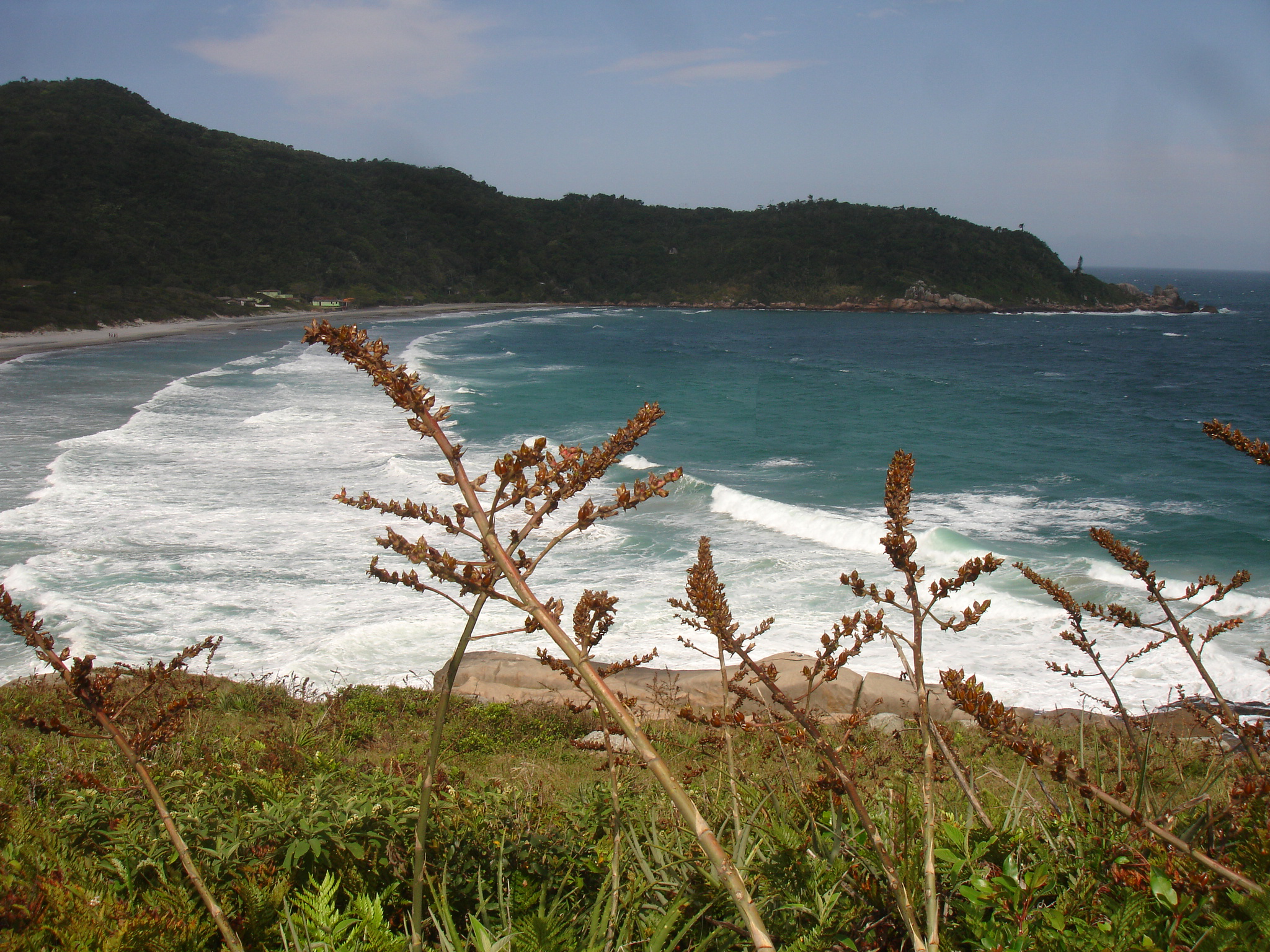 Praia dos Naufragados, em Florianópolis. Foto: Lucênio Zanoni