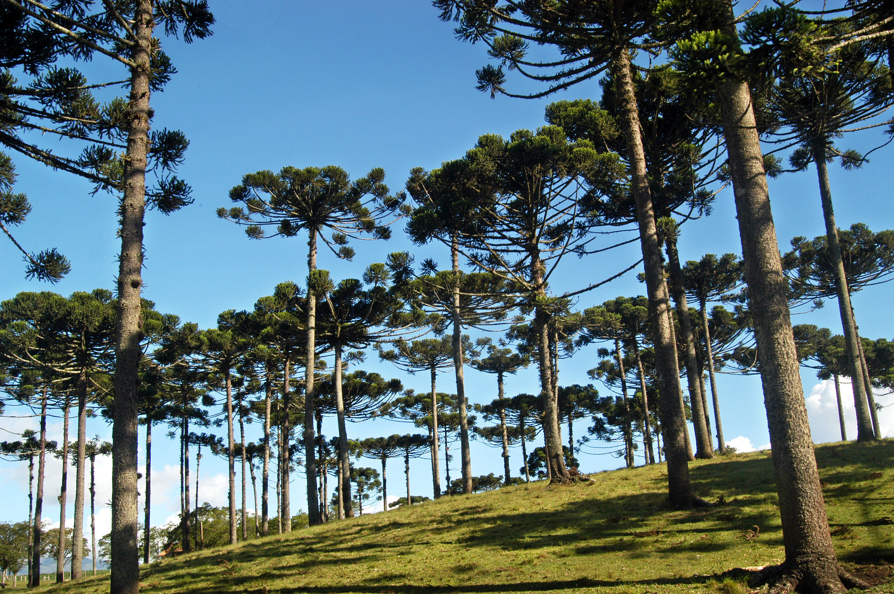 Pinheiral. Foto: Arquivo Paraná Turismo