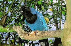 Gralha Azul. Foto: Arquivo Paraná Turismo