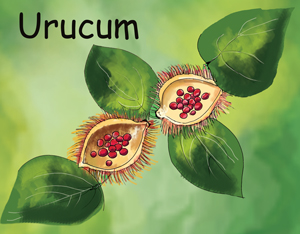 Urucum